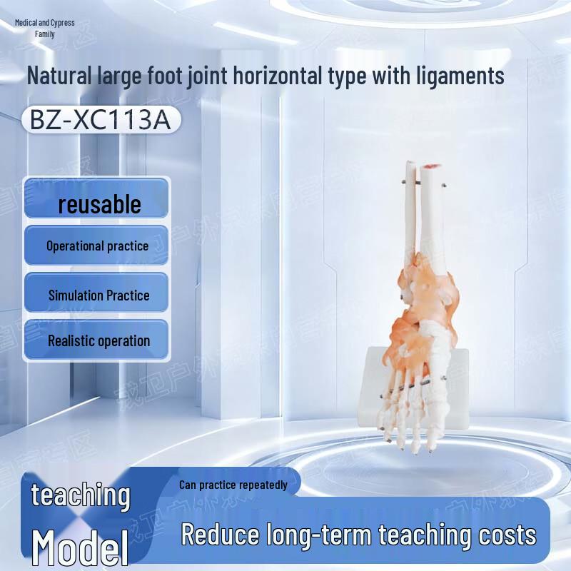 Anatomical Foot Joint Model with Ligaments