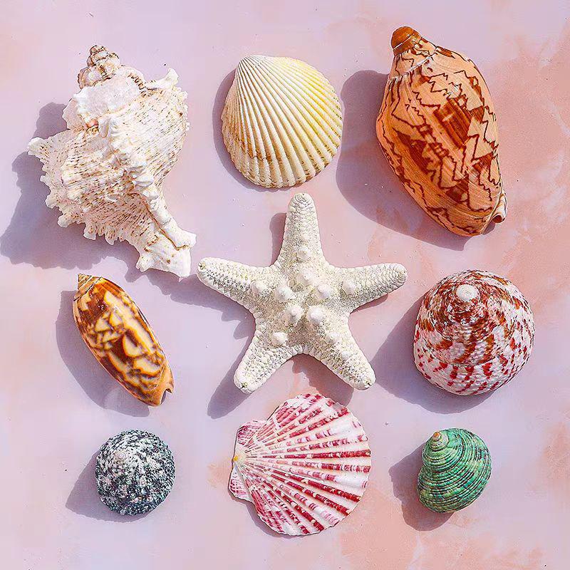 Handmade Seashell & Starfish DIY Photo Frame and Fish Tank Decoration