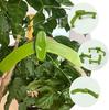 Garden Plant Branch Support Clips 5 Pieces Plant Stem Holders for Securing and Training Plants In Garden and Greenhouse Use