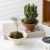 Planta de ghiveci - Cactus Suculent - Decor pentru birou și living interior