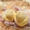 Handgemachtes Chick Taba Toys Ultraweiches Spielzeug zum Stressabbau ( Hähnchen )