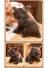 Gray Bulldog Plush Toy - French Bulldog & Shar Pei Mix