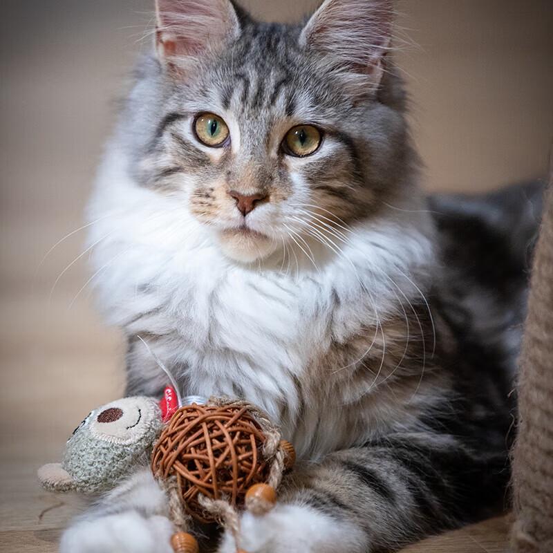 Interactive Cat Feather Bell Ball Toy
