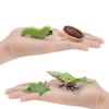 Realistic Pvc 4 Piece Luna Moth Growth Cycle Model Detailed Display Figurine Set