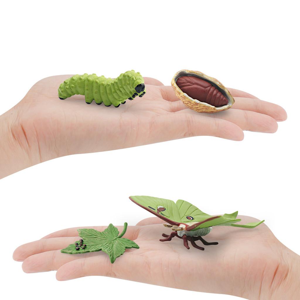 Realistic Pvc 4 Piece Luna Moth Growth Cycle Model Detailed Display Figurine Set