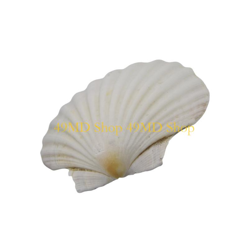 49MD Bulk White Scallops Shells for Painting, Baking, Ocean Themed Party Large Seashells Assortment Beach Decors