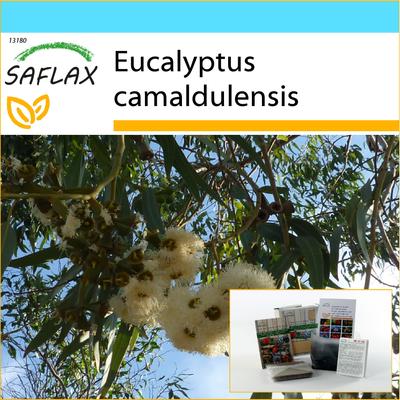 Gift Set - River Red Gum - 200 Seeds - With Gift Box, Card, Label and Potting Substrate - Eucalyptus Camaldulensis
