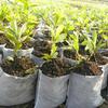 Biodegradable Non woven Grow Bags 100pcs Nursery Bags for Sustainable Planting