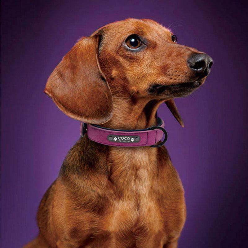 Collier anti-perte dépoli pour chiots de petite taille, de grande taille et Huskies