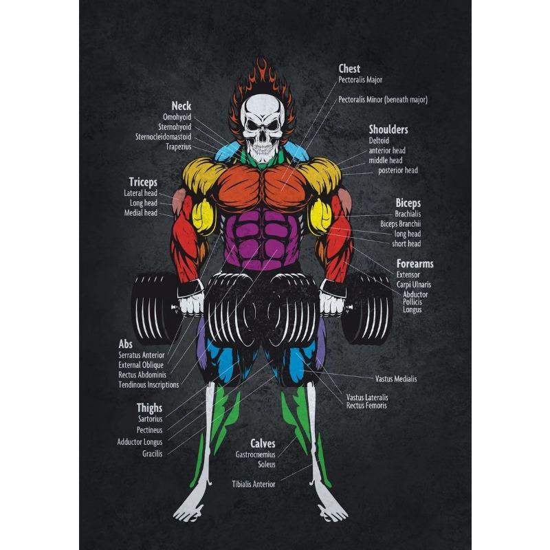 Muscle Anatomy Chart Quotes Canvas Painting Weightlifting Poster Print Color Pictures Gym Boy Room Wall Home Decor