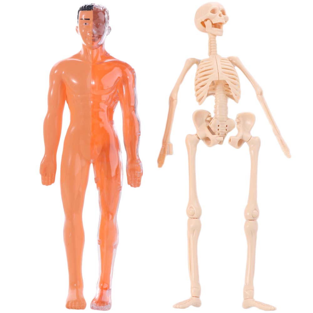 Transparent Science Cognitive Puzzle Toy Plastics Kid Skeleton Model  Kids Toys