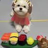 Plush Sushi Set Dog Chew Toy Teething Puppies - Interactive Snack Hiding Scent Tracking