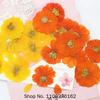 120pcs Dried Pressed Flower Cosmos Sulphureus Cav. For Epoxy Resin Pendant Necklace Jewelry Making Craft DIY Accessories