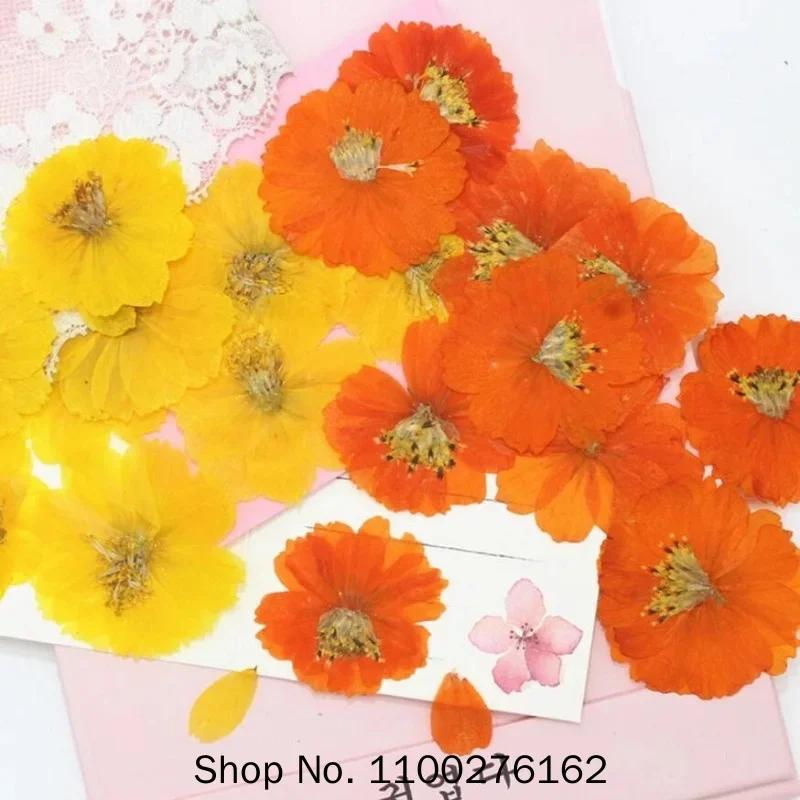120pcs Dried Pressed Flower Cosmos Sulphureus Cav. For Epoxy Resin Pendant Necklace Jewelry Making Craft DIY Accessories