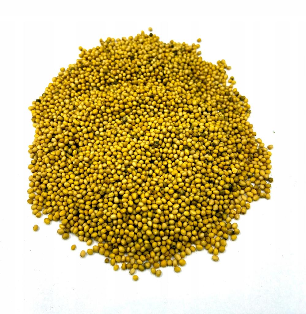 Nasiona Gorczycy Żółtej 500 G 100% Naturalne Sklep