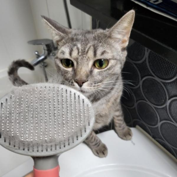 Happy Dog Pet One-Touch Brush, Pink, 1 Piece, Korean Pet Shampoo