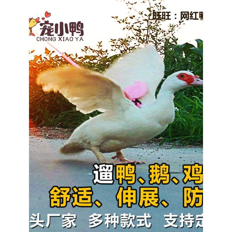 

Коул Утка Рука Держащая Веревку Гуляющая Утка Веревка Против Потери Кошачья Веревка Курица Гусь Гуляющая Курица Утка Кот Кролик Товары для Домашних Животных XS (duckling chicken goose) Color random