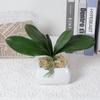 Simulation Plant Green Artificial Plant Real Touch Plastic Plastic Leaves Real Touch Orchid Home Decor