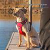 Explosion-Proof Reflective Dog Harness for Medium & Large Dogs - Breathable Oxford Cloth Vest with Leash