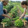 15PCS Reusable Plant Markers T-Type Vegetable Name Tag Insert Type Plant Sign  Garden Use