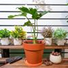 2pcs Plant Climbing Frame Leaf Supported Flower Arrangement Stand Climbing Vine Flower Gardening Monstera Plant Support Durable