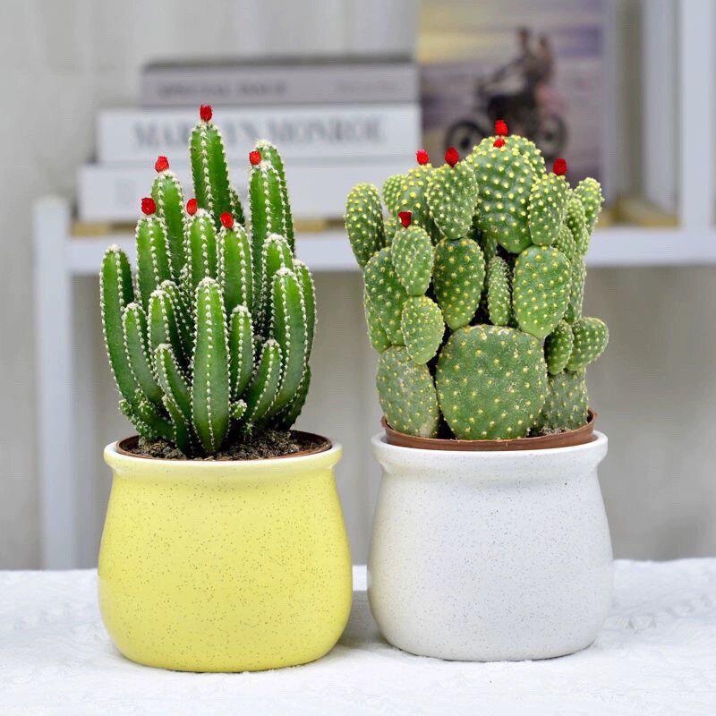 Ten Thousand Layer Mountain Money-Attracting Succulent Cactus Tree for Indoor and Office Decor