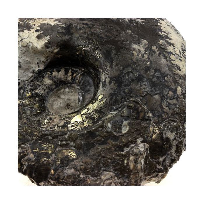 Pierres et Minéraux. Fossile Ammonite Perilytoceras Pyritisée. 3610.0 ct. Villers-sur-Mer, Calvados, France.