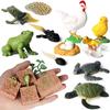 Animals Plants Life Cycle Simulation Model Table Ornament Decoration Learning Biology Cognitive World Growth Process Model JXB
