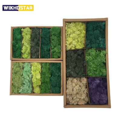 DIY Plantas Artificiais Musgo Preservado Simulação Planta Falsa Decoração de Jardim Decoração de Parede de Paisagem Acessórios de Decoração para Casa Presentes