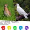 200Pcs Bird Leg Rings, Foot Round Clip for Bantams Duck 8mm Leg Bands for Chicks