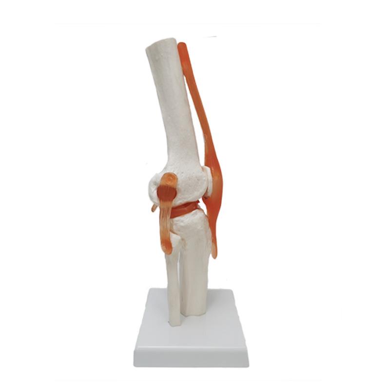 Human Skeleton Model with 6 Major Joints: Knee, Foot, Hand, Shoulder, Elbow, and Hip