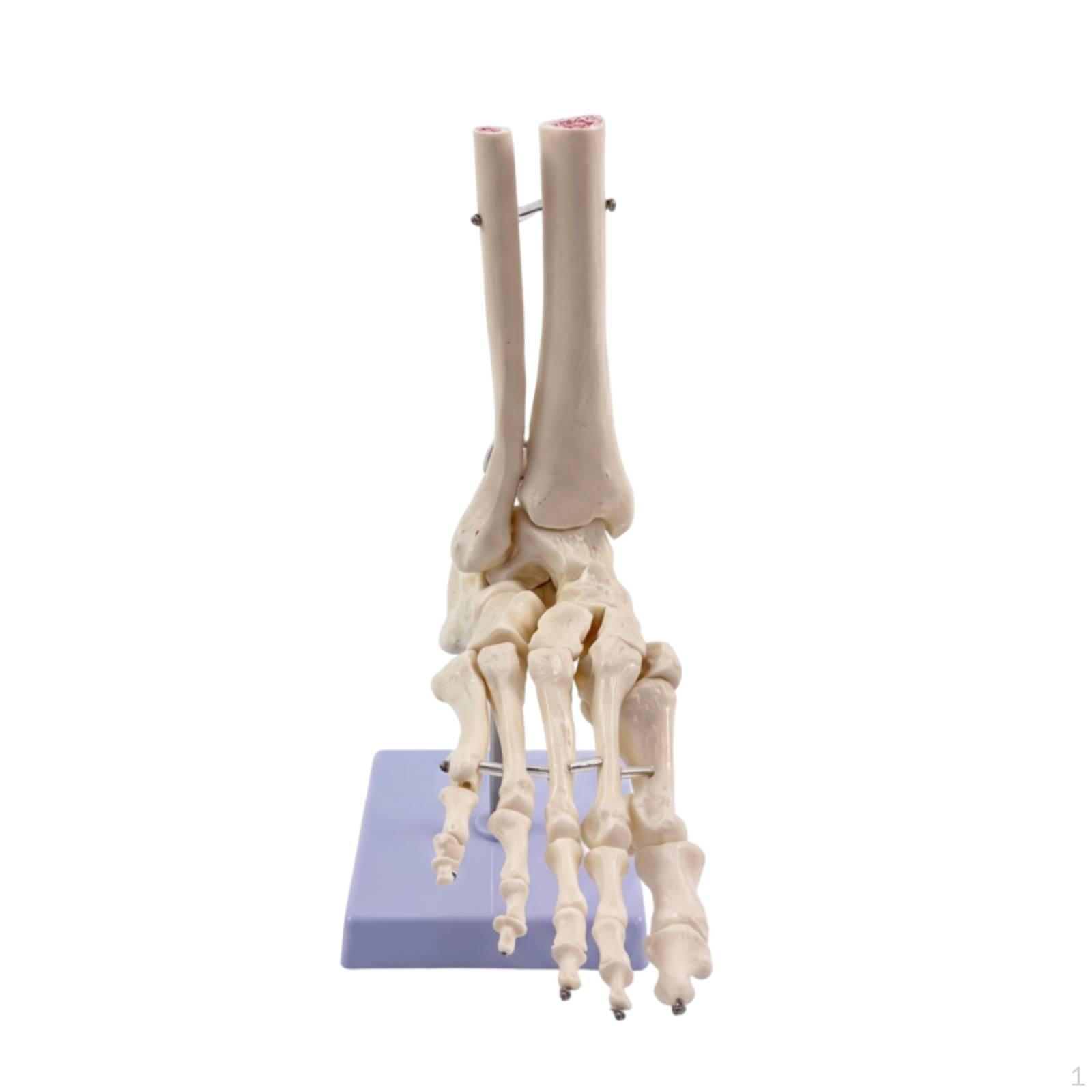 Foot Skeleton Model Poseable Structural Sturdy