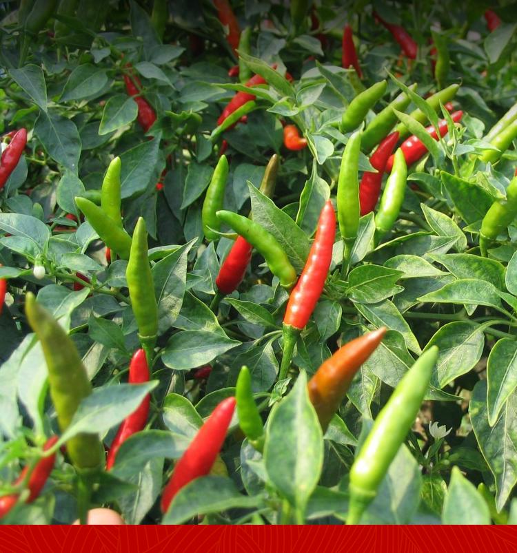 Guizhou Zunyi Mildly Spicy Fragrant Erjingtiao Lantern & Extra Spicy Sea Chili Mix