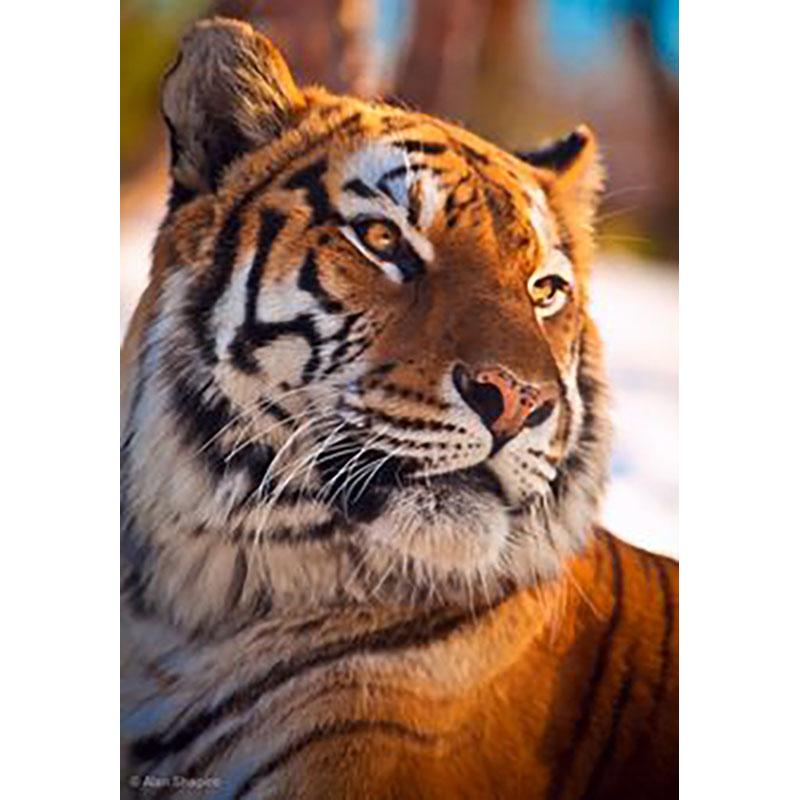DIY Tiger 5D Diamond Maling Korssting Hel Rund Bor Harpiks Mosaikk Dyr Diamantbroderi Korsstingsett Hjemdekor