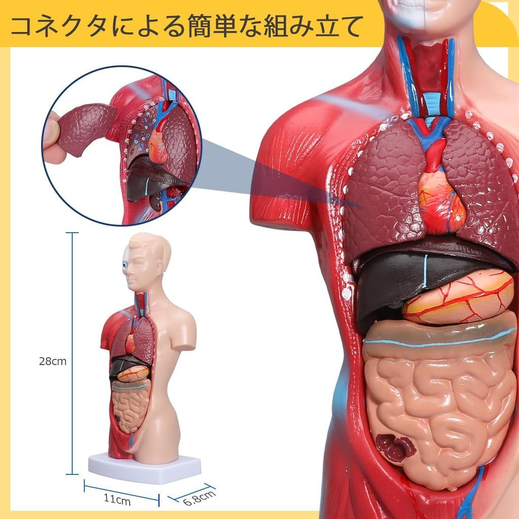 Human Anatomy Model 15 Detachable Parts of the Human Includes Internal and 28cm Display for Preschool and School Science and Medical Education - Body,