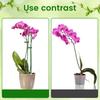 40PCS Plant Support Stick Reusable Flower Holder Clips Plant Extension Pole Stick For Support Climbing Plants Garden Accessories