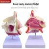 Human Nasal Cavity & ENT Anatomy Teaching Model