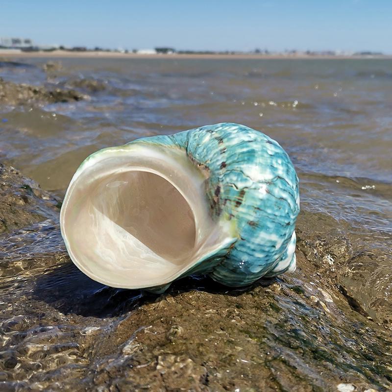 Large Conch Seashell Ornament for Wall Decor, Aquarium Aquascaping, and Sea Sound Collection