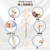 After7 1/4 Scale Full Body Skeleton Model, Miniature Human Body Model, 45cm, Tabletop Skeleton Specimen, Bone Model, Movable Joints