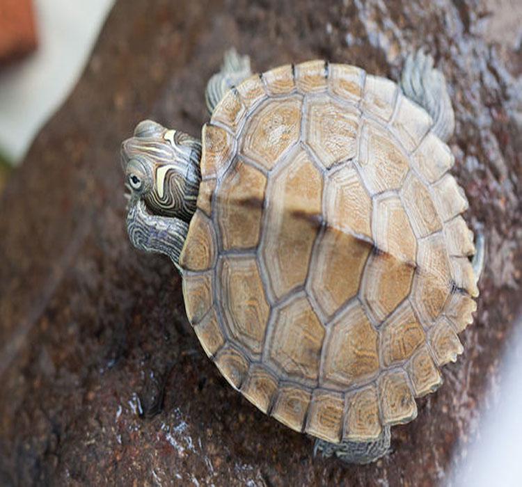Mississippi Map Turtle Hatchlings - Outdoor Pond Pets, Small Deep Water Turtles, Internet Favorites
