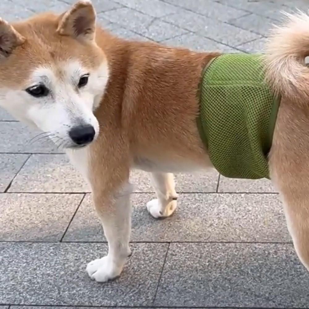 Atmungsaktive Netz-Physiologische Hose für Rüden Auslaufsicher Hohe Saugfähigkeit Hundewindelhöschen Anti-Belästigung Unifarben