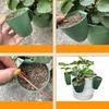 Strawberry Roots Propagation Station Plant Cup Planter with 50 Forks Nursery Pot for