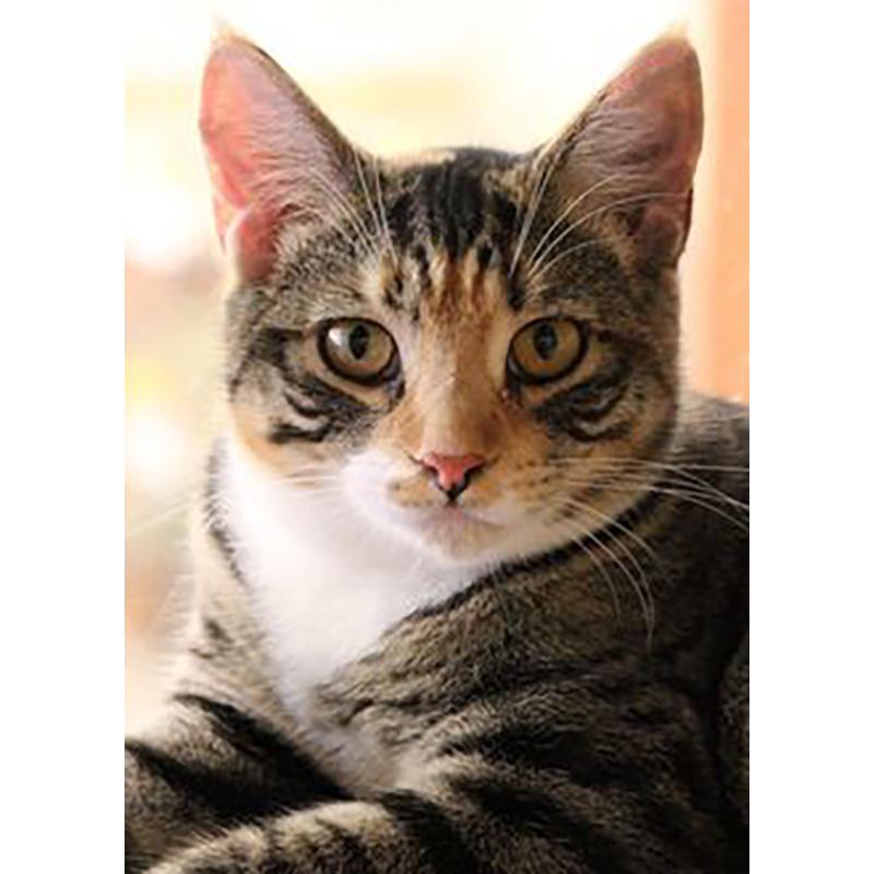 DIY 5D Diamond Painting Full Round Drill Rhinestone Cat Diamond Embroidery Animals Cross Stitch Kit Wall Art Gift Home Decor