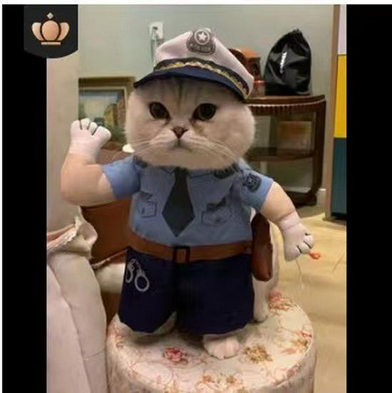 

«Костюм для перетворення домашніх тварин: Милий і смішний костюм для котів і собак Small