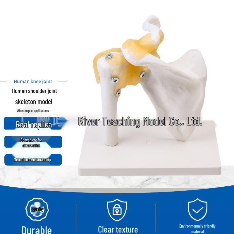 

Натуральная модель человеческого сустава: Колено, Плечо, Локоть, Рука, Стопа, Бедро