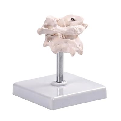 High Precisions Occipital Bone Spine Joint Model For Anatomy Study In Medicals Schools And Clinics 360 Degree Rotation