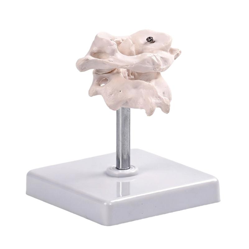 

High Precisions Occipital Bone Spine Joint Model For Anatomy Study In Medicals Schools And Clinics 360 Degree Rotation 1