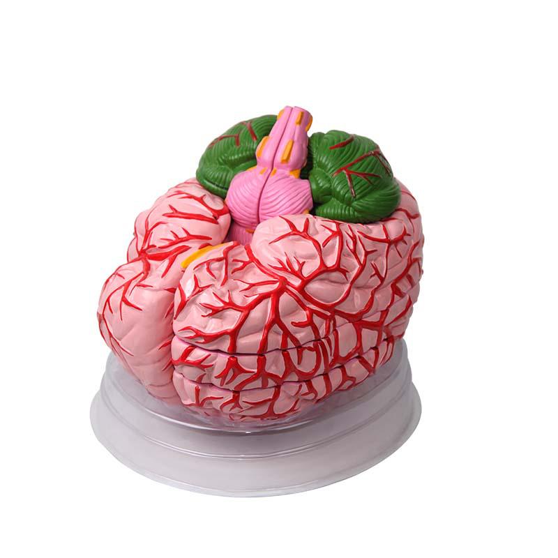 Modello 4D di Anatomia del Cervello Umano e Cerebrovascolare Qinghua per l'Educazione Medica