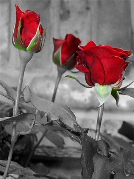 5D Diamond Painting Full of Diamonds DIY Art Home Decoration Pendant Romantic Rose