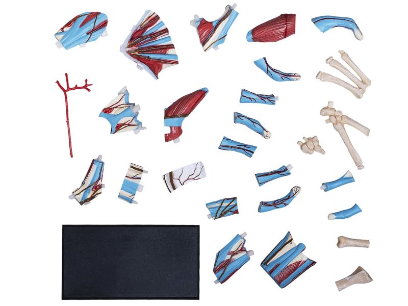 4D Human Anatomy Model Hand Puzzle 626009 by Fame Master, a 4D master educational STEM toy.